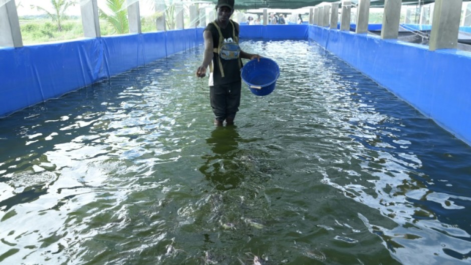 Aquaculture has struggled to take off as a major alternative to traditional fishing