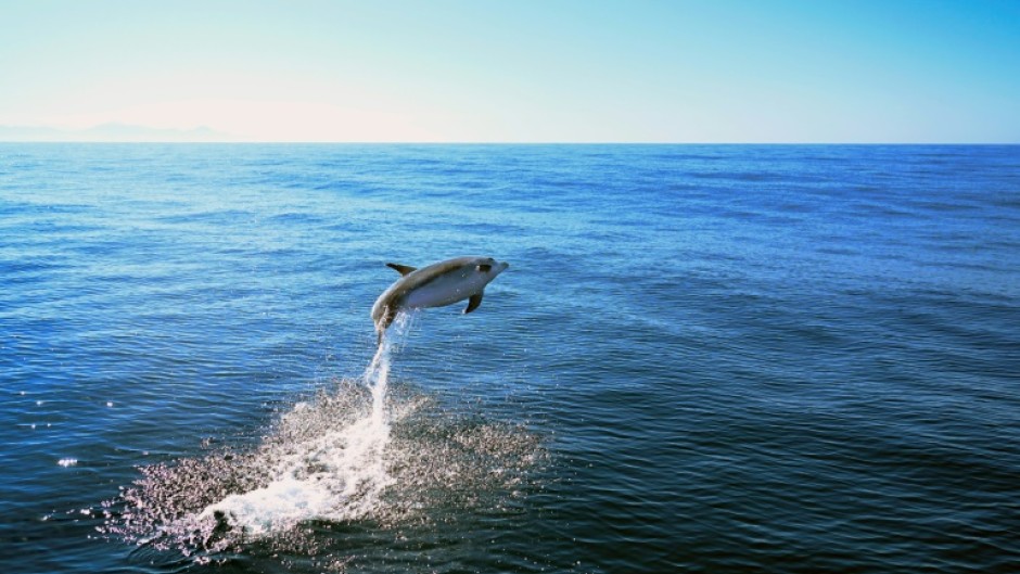 A dolphin (Tursiops truncatus) jumps off the coast of Niteroi, Brazil on June 20, 2024