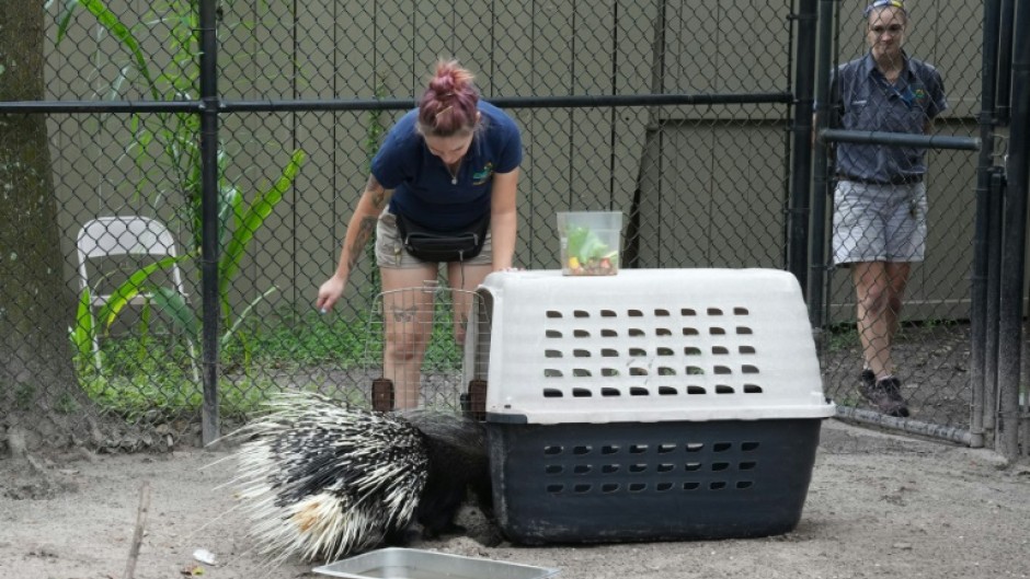 Protect Chompers: zookeepers move the African porcupine into a carrier before carting it to safety ahead of Hurricane Milton