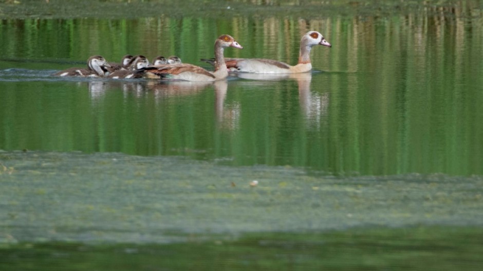 Egyptian geese are becoming a common sight in Moselle, eastern France