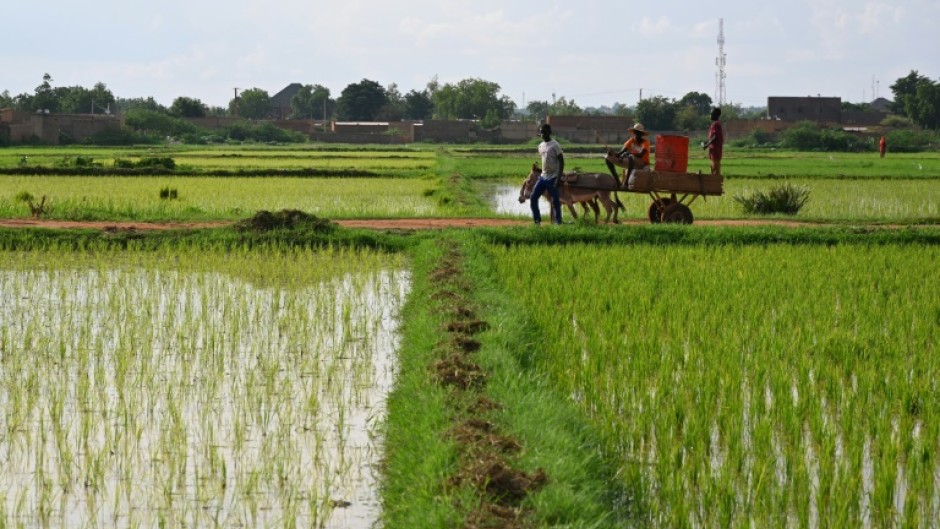 Niger is a key regional supplier of cereals including rice