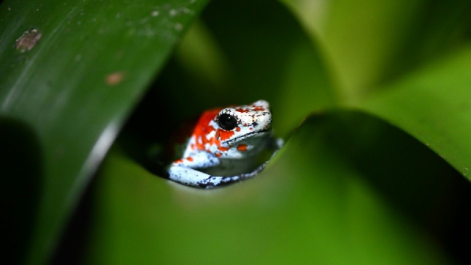 A harlequin poison dart frog (Oophaga sylvatica) is pictured at the Tesoros de Colombia (Treasures of Colombia) sustainable farm in Nocaima, Cundinamarca department, Colombia, on July 9, 2024. Hundreds of exotic frogs are bred in a sustainable farm to then be sold to foreign collectors as a "practical solution" against their illegal trafficking.