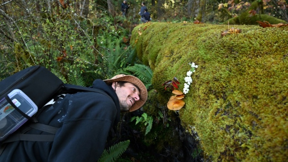 There is a burgeoning awareness of the importance of fungi, whose role is to be discussed at the COP16 conference in Colombia