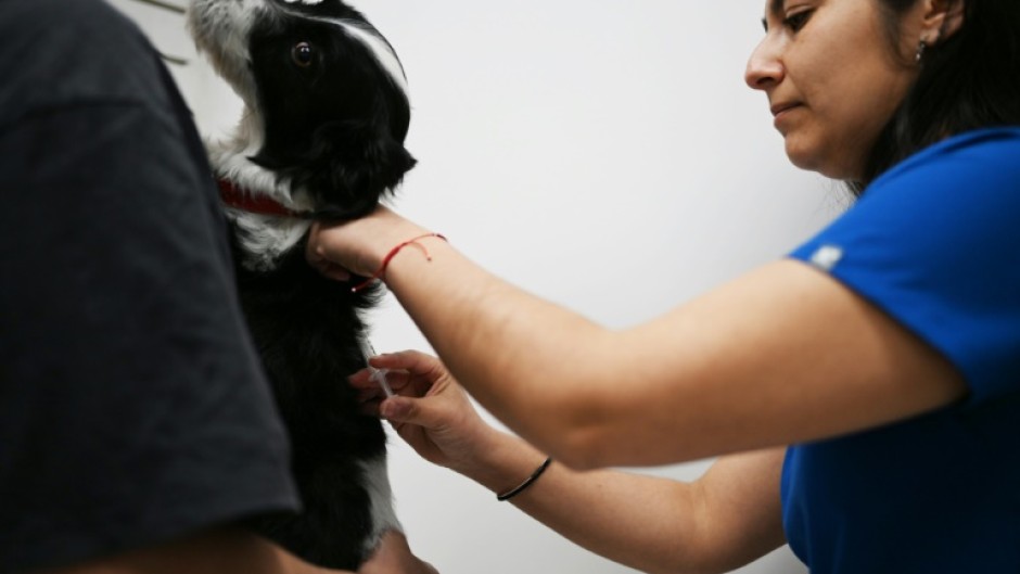 A dog is temporarily sterilized with a vaccine described by its Chilean creators as the first of its kind