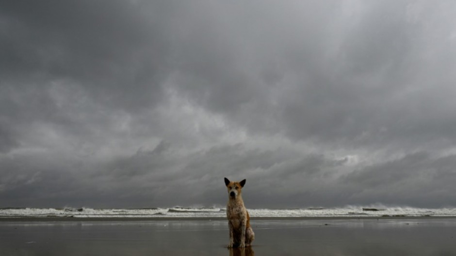 A stray dog sits on a beach near the Bay of Bengal in Digha as cyclone Dana approaches