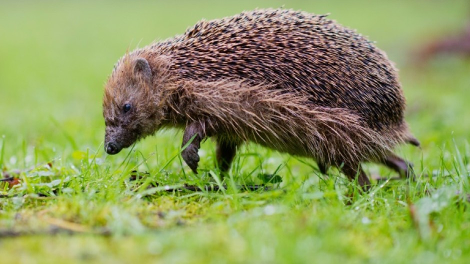 An adult, male hedgehog can weigh as much as 1.5 kilograms 