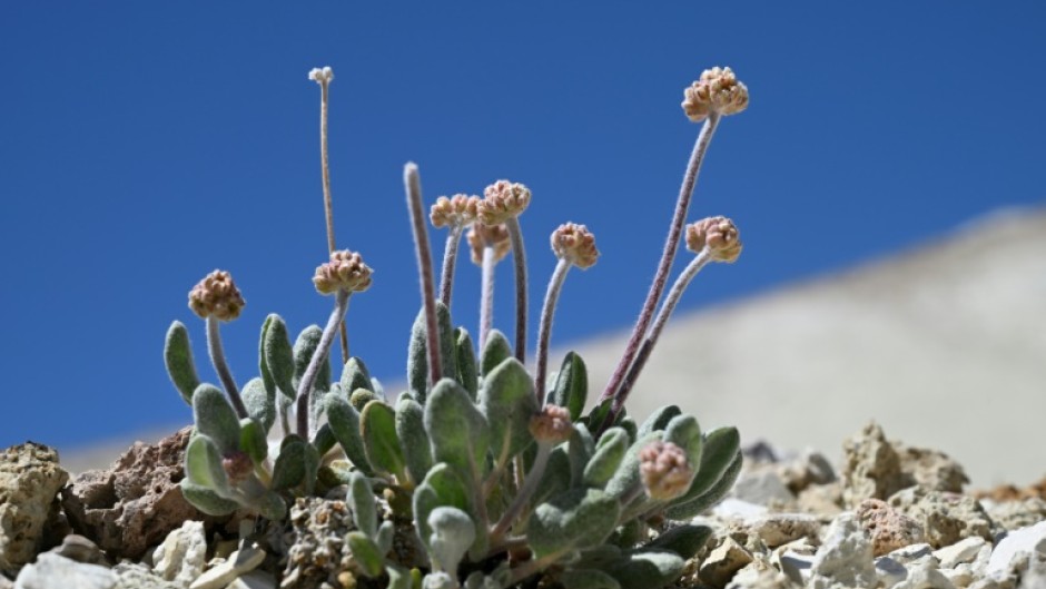 A Tiehm's buckwheat plant starts to bud in its native habitat in the Silver Peak Range in Esmeralda County, Nevada beside Rhyolite Ridge, the site of a proposed lithium mine