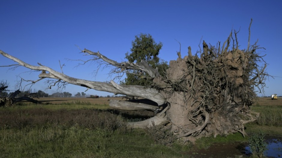 Several species of Eucalyptus trees are at risk of extinction