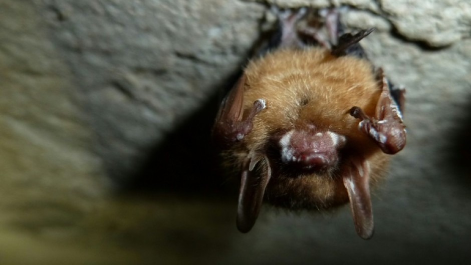 A tricolored bat with white-nose syndrome on its snout and wings is seen at Mammoth Cave National Park in Kentucky in February 2013