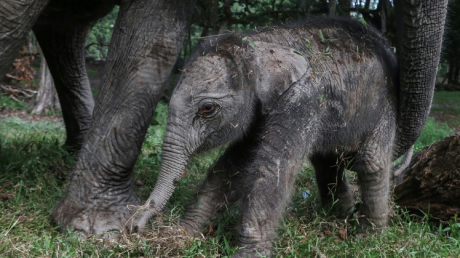 The yet to be named female calf weighed 104 kgs at birth