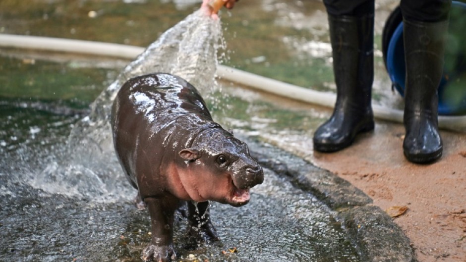 Internet sensation Moo Deng, a baby pygmy hippo in Thailand, is trying her hand at prognosticating the US election race