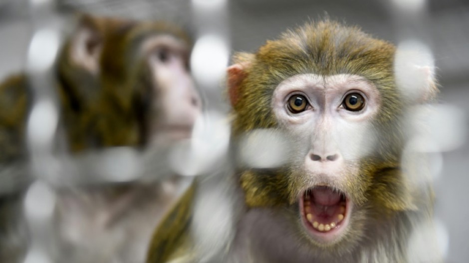 The rhesus macaques were described by local police as 'skittish'