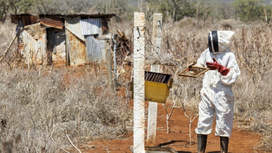 William Mwanduka inspects hives housing colonies of African honeybees 