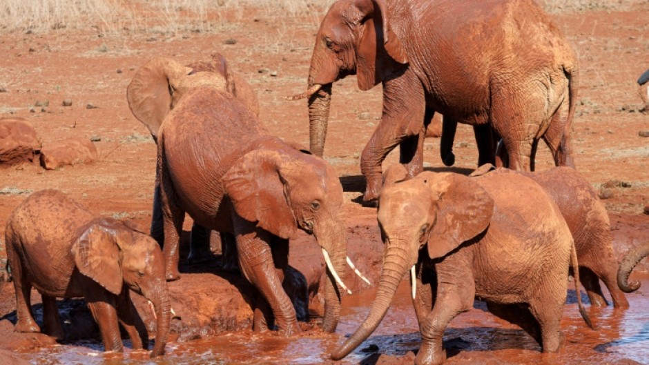 Elephant numbers in Tsavo rose from around 6,000 in the mid-1990s to almost 15,000 in 2021, according to the Kenya Wildlife Service 