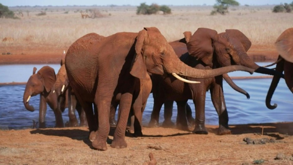 Bees help tackle elephant-human conflict in Kenya