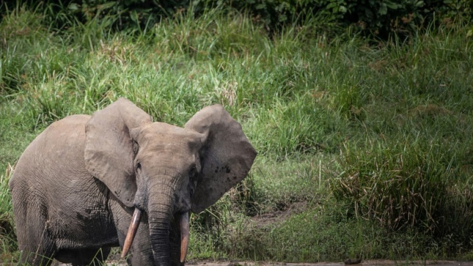 Forest elephants are sparking ire by wandering into villages in Gabon and destroying crops