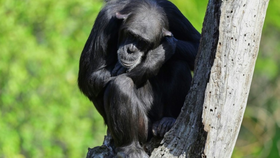 Chimpanzees are steadily honing their tool-using skills -- a process unfolding over millennia, driven by the exchange of ideas through migrations between populations, according to a new study published in Science
