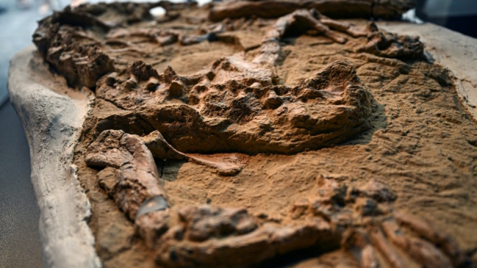 Paleontologists unveil the fossil of a young marine crocodile dating back 10 to 12 million years discovered in Peru