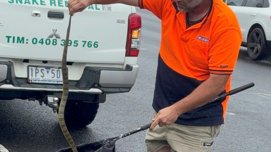 An Australian snake handler captures a deadly tiger snake found by a driver on her leg