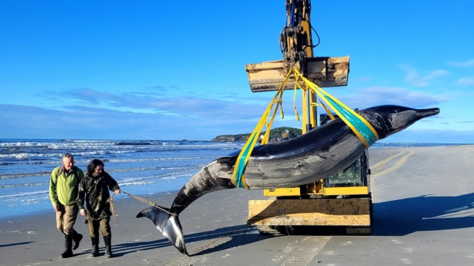 The spade-toothed whale pictured on July 5 by the New Zealand Department of Conservation