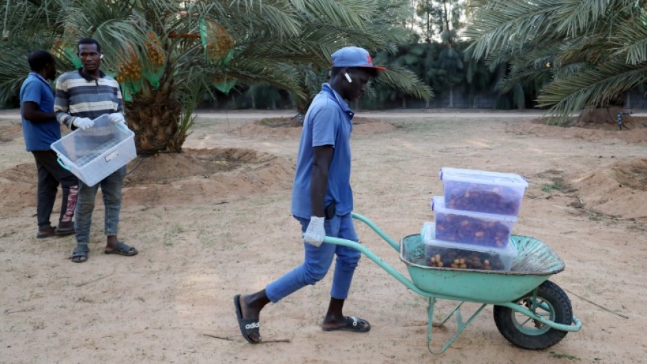 Mejhoul dates are far more expensive than other varieties, but for many customers, their prices match their quality