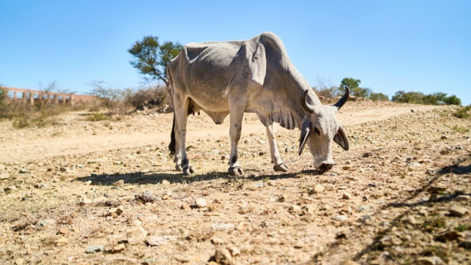 The drought is expected to deepen until at least next year's harvests