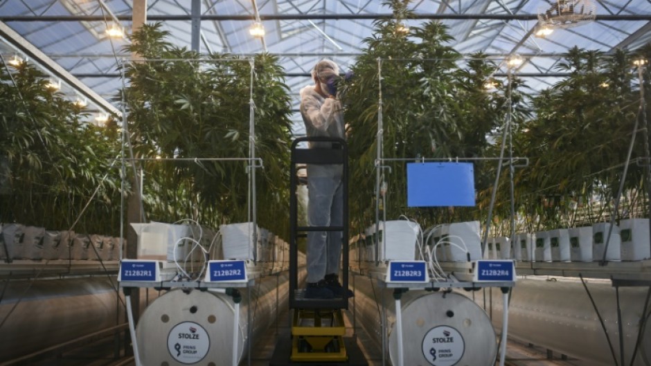 Inside a greenhouse at the Canadian multinational Tilray's farm in Cantanhede, Portugal