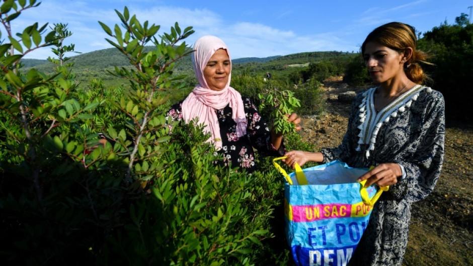 The women rely on the wild herbs for their livelihoods