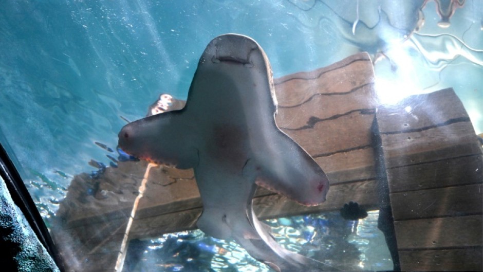 A leopard shark is released back into the aquarium after being artificially inseminated with wild leopard shark sperm at Sydney Aquarium