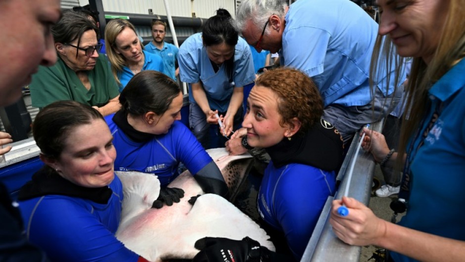 Zimba is one of the first captive leopard sharks to be artificially inseminated with the sperm of wild sharks in an attempt to build populations around the world