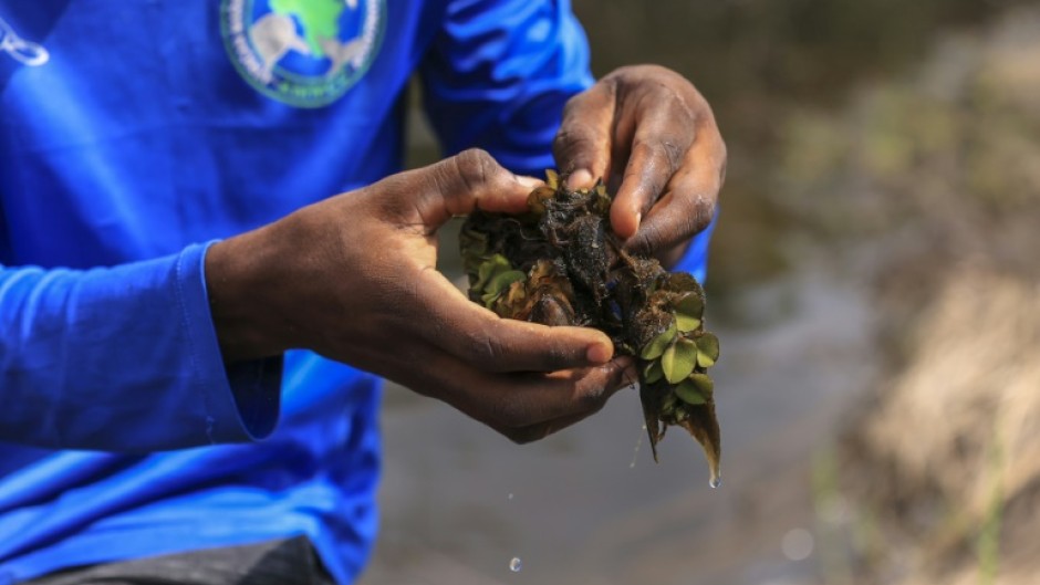 A microscopic insect that feeds exclusively on the invasive plant has helped nearly eradicate it from the lake