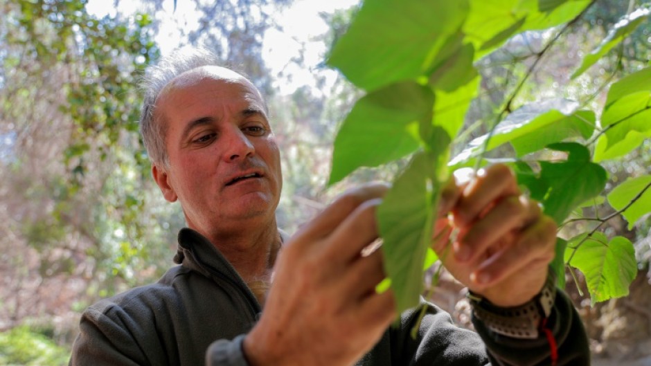 Park director Alejandro Peirano thinks it is only a matter of time before there is another fire