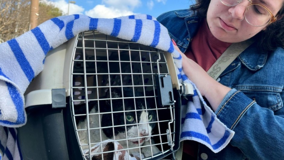 Serena Null recovers her cat Domino, which suffered burns in the wildfire that destroyed her relatives' house