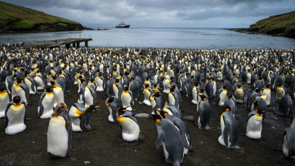 The iceberg could threaten penguins as they forage to feed their young