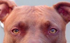 File: A Pitbull. JOEL ROBINE / AFP