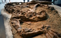 Paleontologists unveil the fossil of a young marine crocodile dating back 10 to 12 million years discovered in Peru