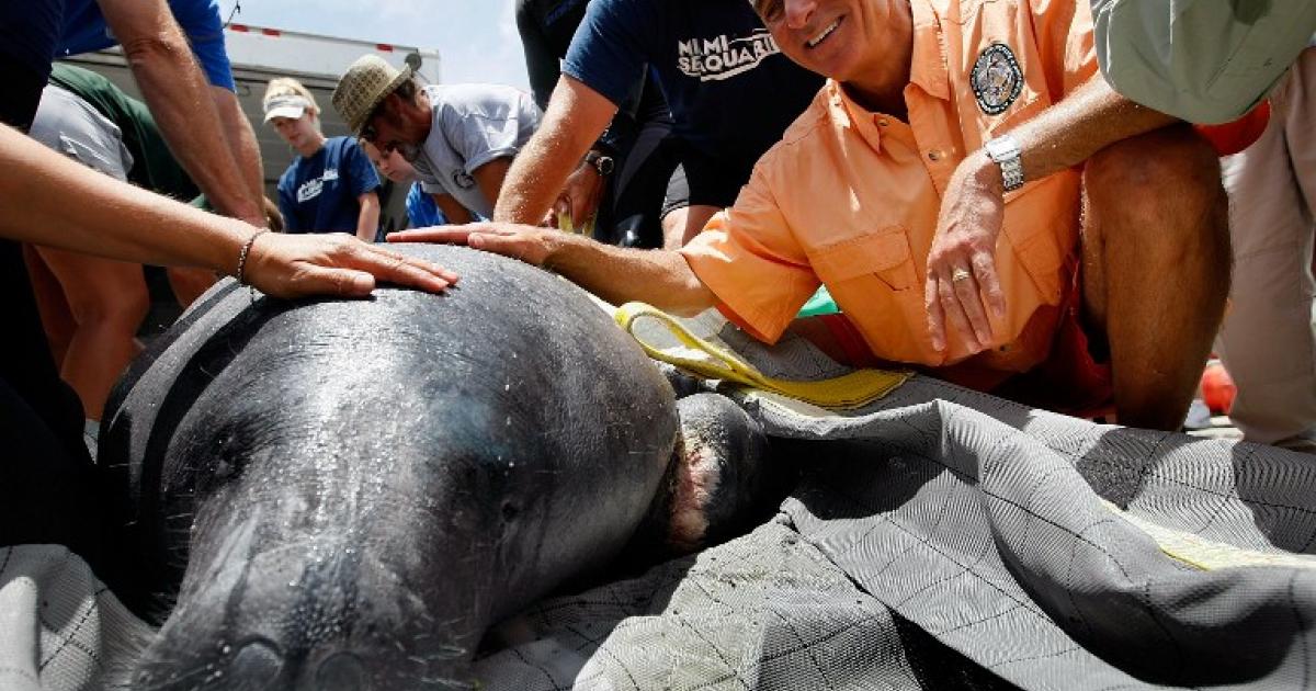 Toxic algae blooms adding to record number of manatee ...