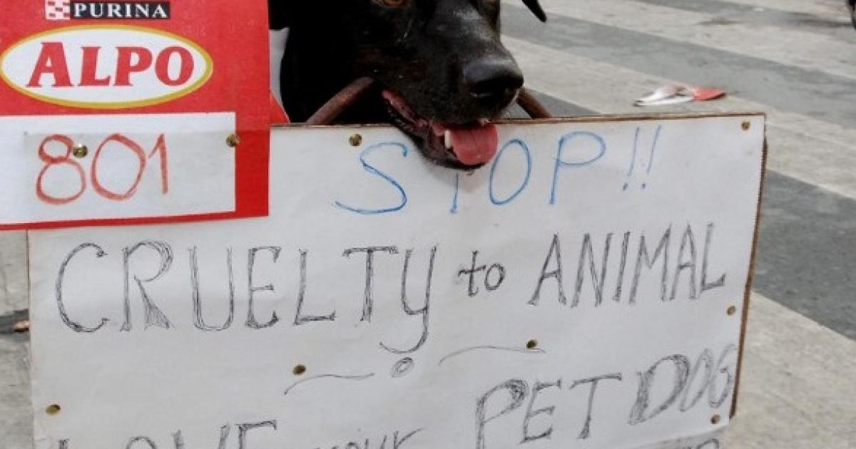 Philippines increases animal cruelty penalties after crushing video | eNCA