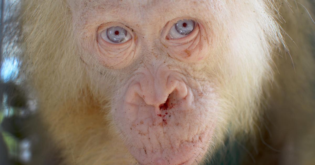 Albino orangutan named 'Alba' after global appeal | eNCA