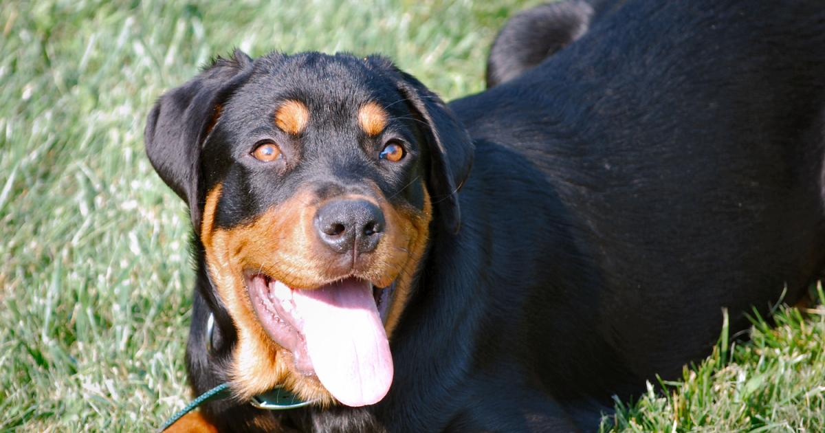 UK Rottweiler registered to vote eNCA