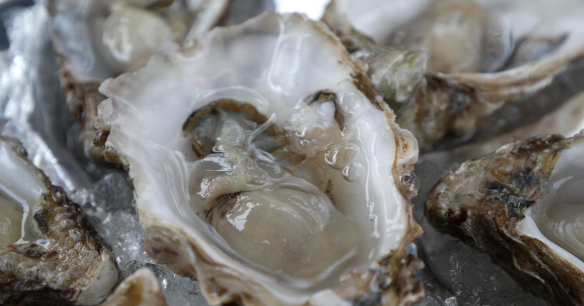 Crimean oysters aim for Russian palates under embargo | eNCA