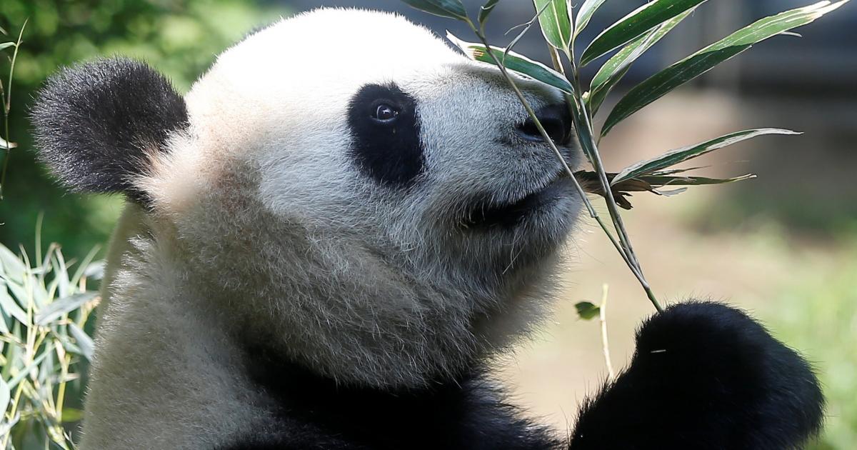 Japanese panda welcomes cub, five years after first one found dead | eNCA