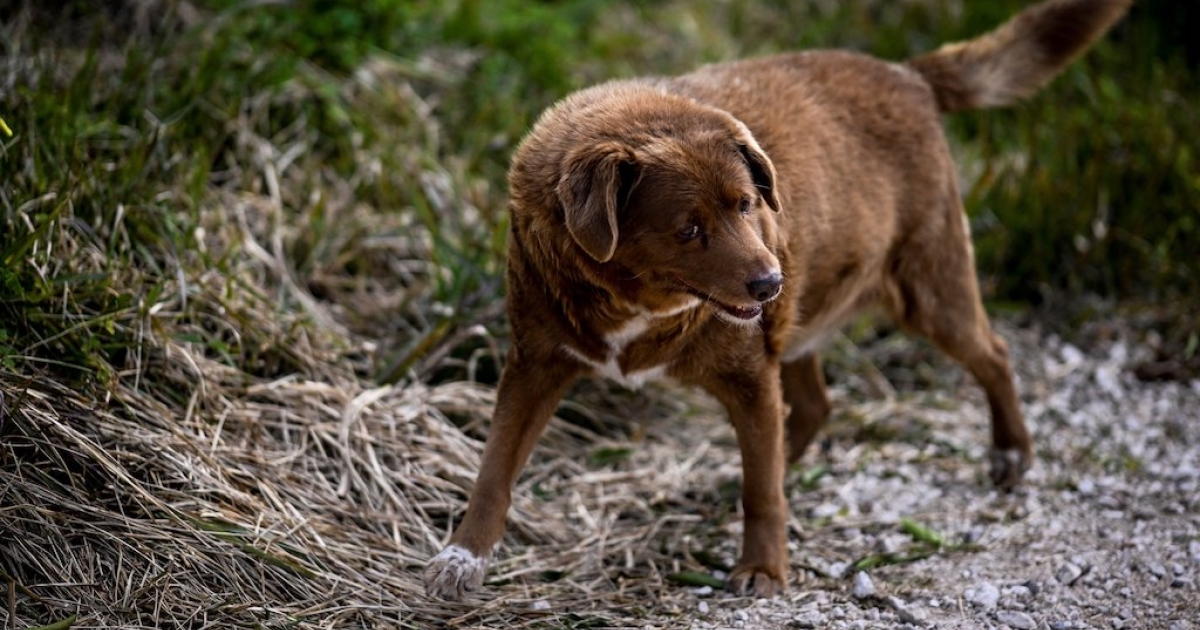 Portugal Pooch Crowned As World S Oldest Dog ENCA   Bobi The Dog 