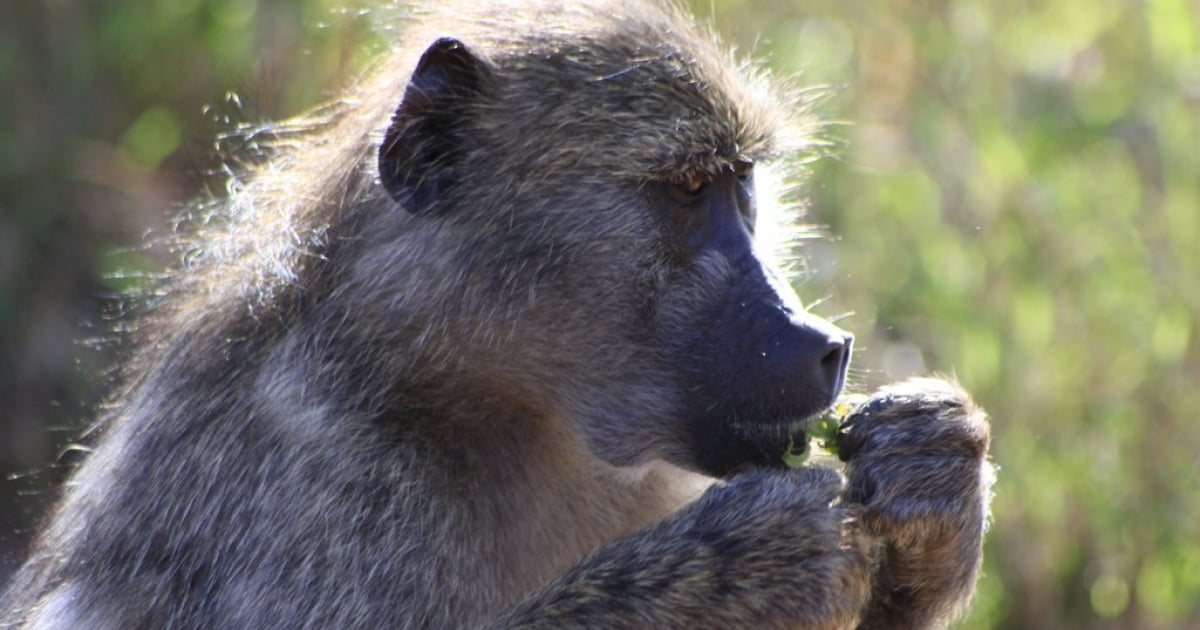 Bruce the baboon finally free | eNCA