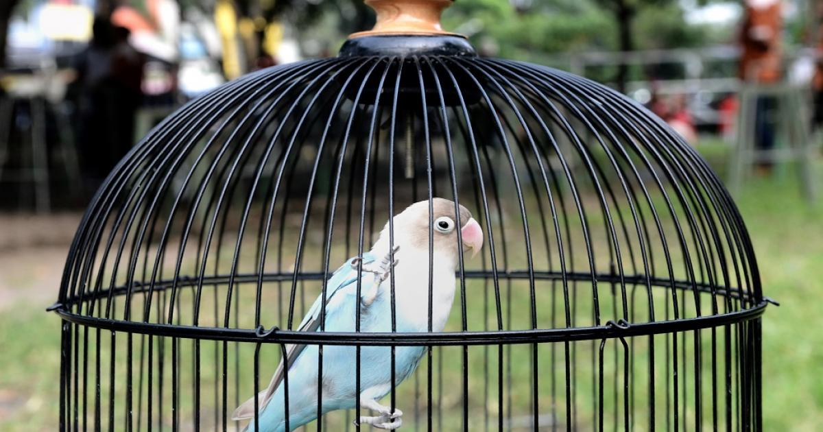 Japanese birds' 'snake' calls conjure mental images: study | eNCA