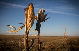 These withered corn stalks are in a bone-dry field in Nebraska, which like much of the US Midwest has gone months without rain