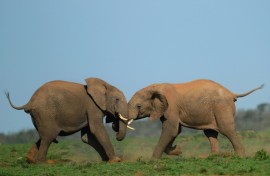 Some critics of the project are concerned noise from the turbines might disturb elephants living in the park