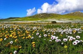 Blomme