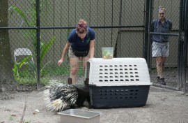 Protect Chompers: zookeepers move the African porcupine into a carrier before carting it to safety ahead of Hurricane Milton