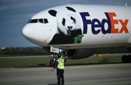 The pandas arrived at Dulles airport near Washington on a FedEx cargo jet dubbed the 'Panda Express'